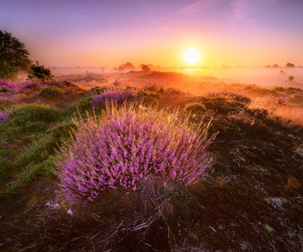 Natuur