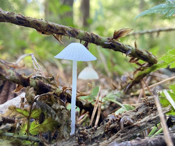 Natuur